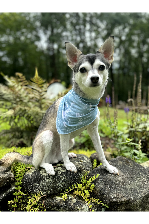 Custom St. Francis Pet Bandana