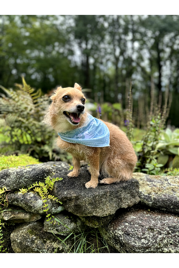 Custom St. Francis Pet Bandana